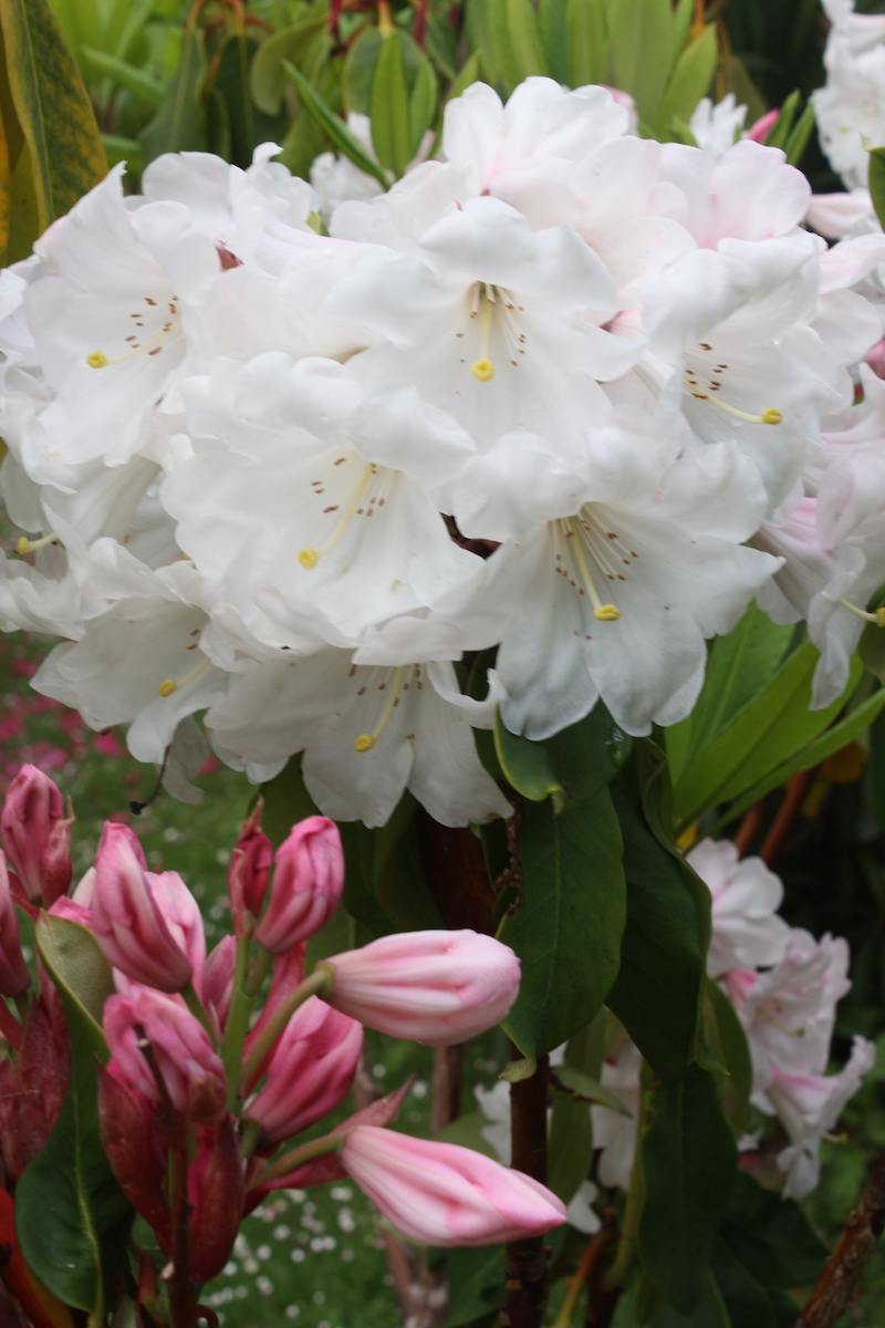 griffithianum x fortunei